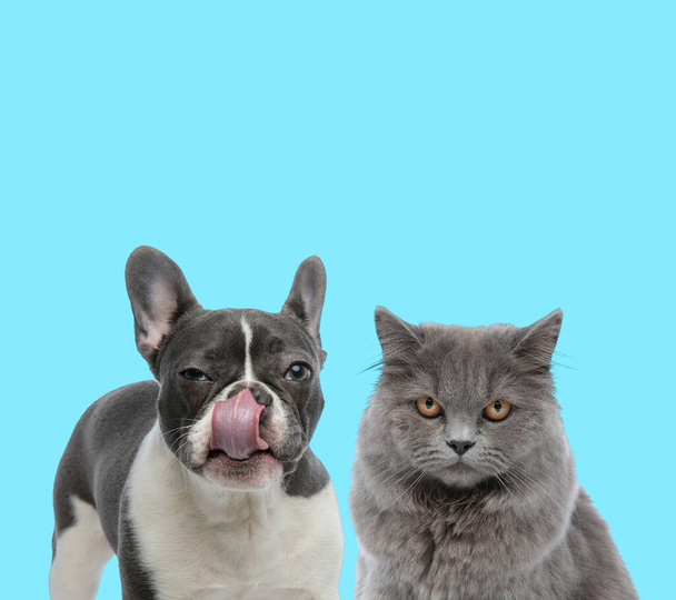 Подозрительный французский бульдог облизывает свой нос, а британский длинноволосый кот серьезно смотрит вперед на голубом фоне. - Фото, изображение