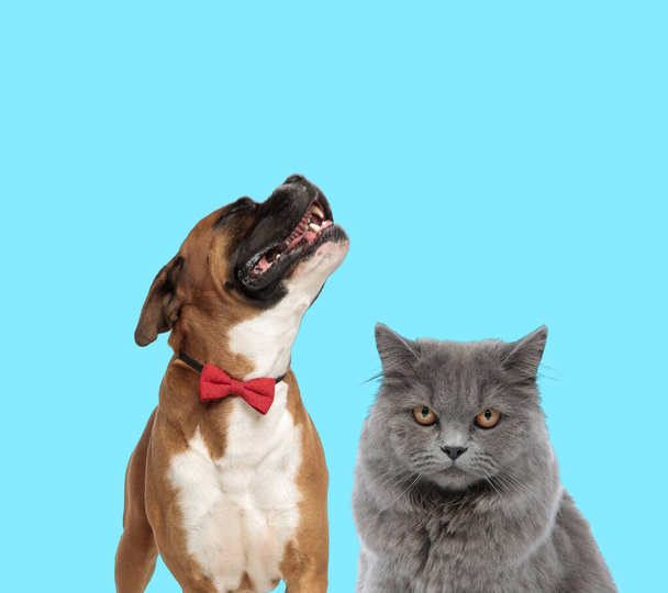 Happy Boxer päällään rusetti etsiessään ylös ja British Pitkät hiukset kissa innolla vakavasti sinisellä taustalla - Valokuva, kuva