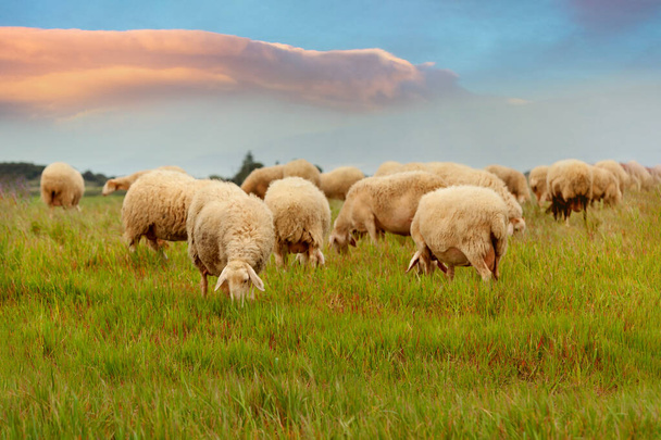 Muchas ovejas pastando en el prado durante la puesta del sol - Foto, Imagen