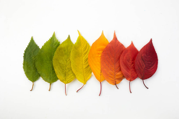 Autumn leaves rainbow color gradient. Autumn season change concept. - Foto, imagen