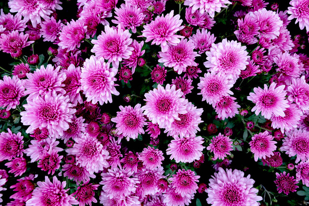 Selectie van vele paarse bloemen als achtergrond - Foto, afbeelding