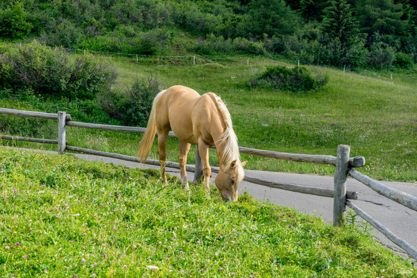 Italia, Alpe di Siusi, Seiser Alm con Sassolungo Langkofel Dolomite, un caballo marrón de pie junto a una valla - Foto, Imagen