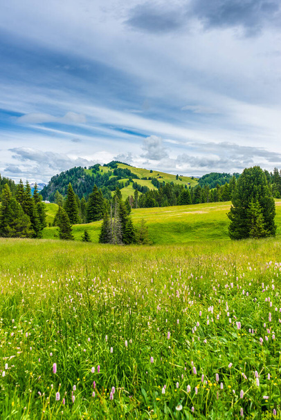 Італія, Альп ді Сіузі, Сейзер Альм з Сассолунго Лангкофель Доломіт, близько до буйного зеленого поля. - Фото, зображення