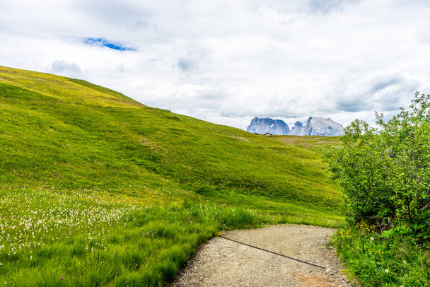 Alpe di Siusi, Seiser Alm z Sassolungo Langkofel Dolomite, wędrowna ścieżka spacerowa w bujnym zielonym polu - Zdjęcie, obraz