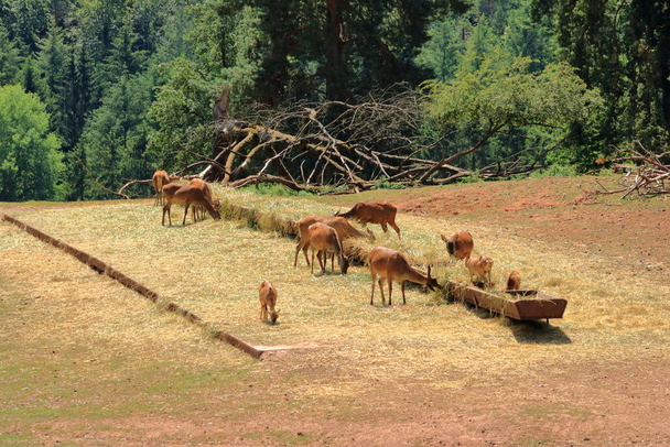 ドイツの野生動物公園Silz/Palatinateの赤い鹿またはCervus elaphusのグループ - 写真・画像