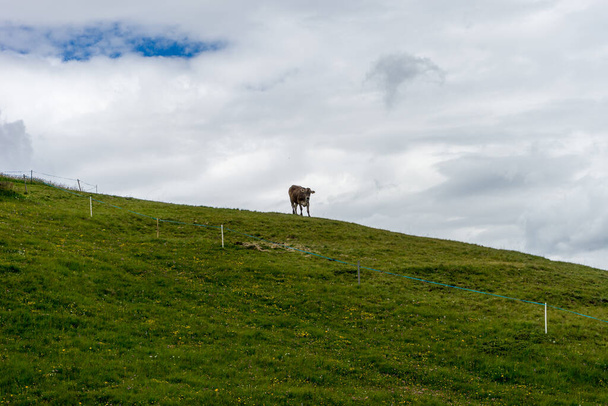 Itália, Alpe di Siusi, Alm Seiser com Sassolungo Langkofel Dolomite, uma manada de ovelhas em pé em cima de um campo verde exuberante - Foto, Imagem