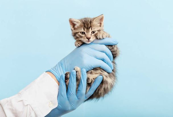 Kitten vet examining. Striped gray cat in doctor hands on color blue background. Kitten pet check up, vaccination in veterinarian animal clinic.Health care domestic animal. - Φωτογραφία, εικόνα