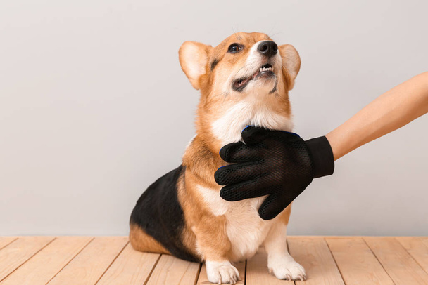 Žena kartáčování její pes s vlasy odstranění rukavice na světlém pozadí - Fotografie, Obrázek