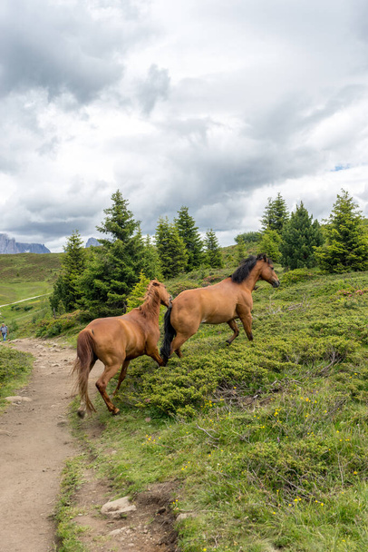 Italia, Alpe di Siusi, Seiser Alm con Sassolungo Langkofel Dolomite, un caballo marrón pastando en un exuberante campo verde - Foto, imagen