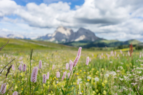 Italy, Alpe di Siusi, Seiser Alm with Sassolungo Langkofel Dolomite, a close up of a flower field - Photo, Image