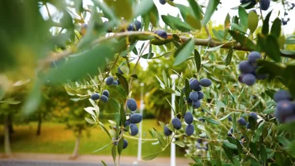 Оливковая ветвь двигалась по воздуху с черными оливками, готовыми к сбору урожая, оливковым маслом - Кадры, видео