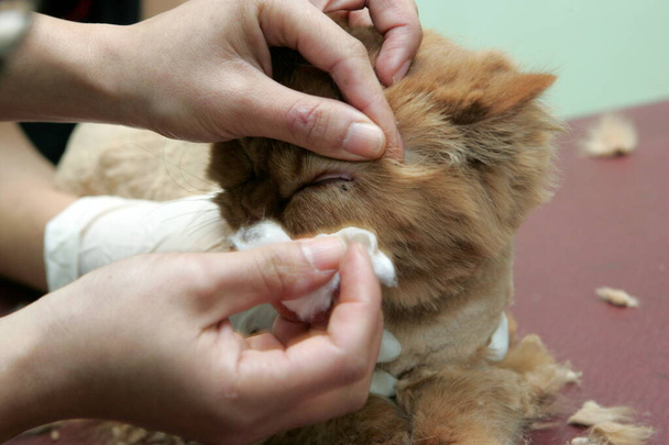 Gato rojo esquilado en el salón de belleza para los animales.Aseo de los animales, lavar un gato de baño, peinar el pelo, secado por soplado. Aseo maestro gato cuidado. - Foto, Imagen