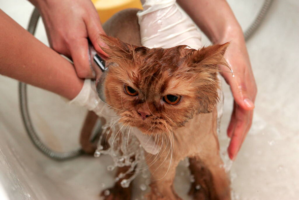 Κόκκινη γάτα κουρεύεται στο σαλόνι ομορφιάς για τα ζώα.Καθαρισμός ζώων, πλύσιμο μιας γάτας κολύμβησης, χτένισμα μαλλιών, στέγνωμα φυσήματος. Περιποίηση master cat φροντίδα. - Φωτογραφία, εικόνα