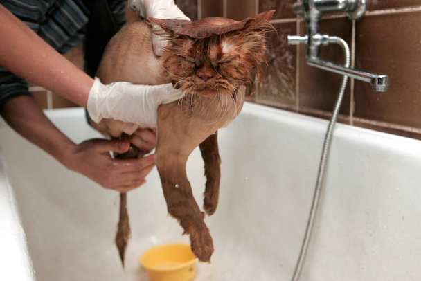 Kızıl kedi kuaförde hayvanlar için kırpılmış. Hayvanları tımar ediyor, banyo yapan bir kediyi yıkıyor, saçlarını tarıyor, saç kurutuyor. Bakım ustası kedi bakımı. - Fotoğraf, Görsel
