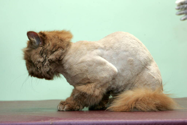 Red cat sheared in the beauty salon for the animals.Grooming animals, washing a bathing cat, combing hair, blow-drying. Grooming master cat care. - Photo, Image
