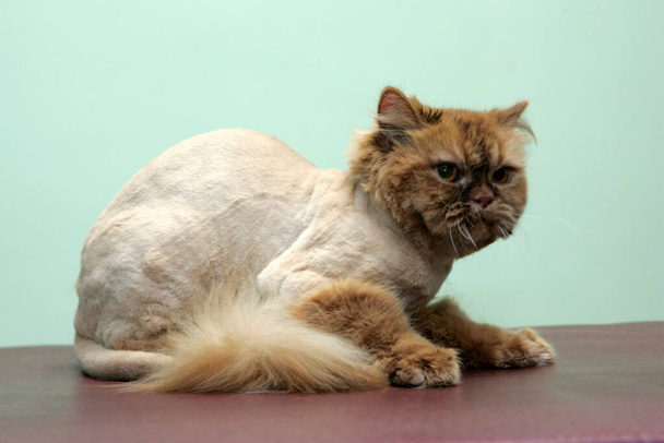 Punainen kissa leikattu kauneussalonki eläimille.Hoitoa eläimiä, pesu kissa, kampaus hiukset, isku-kuivaus. Hoitoon master kissa hoito. - Valokuva, kuva