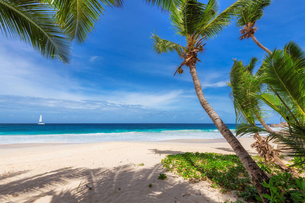 Coco φοίνικες στην ηλιόλουστη παραλία και τυρκουάζ θάλασσα στην Τζαμάικα παράδεισο νησί. Καλοκαιρινές διακοπές και τροπική παραλία έννοια. - Φωτογραφία, εικόνα