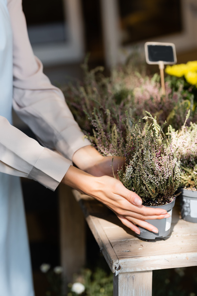 cropped view of florist touching pot with heather in sunshine - Foto, Bild