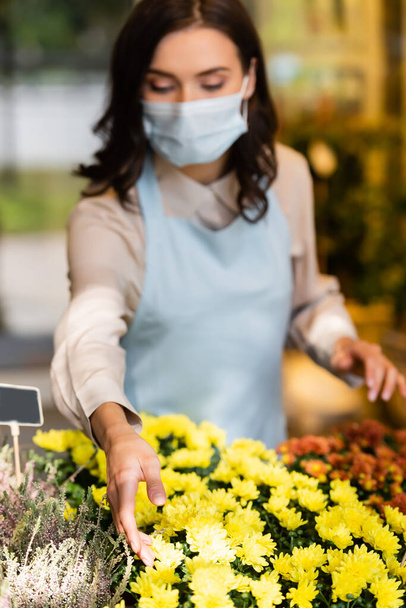 florist in medical mask caring about chrysanthemums on blurred foreground - Фото, изображение