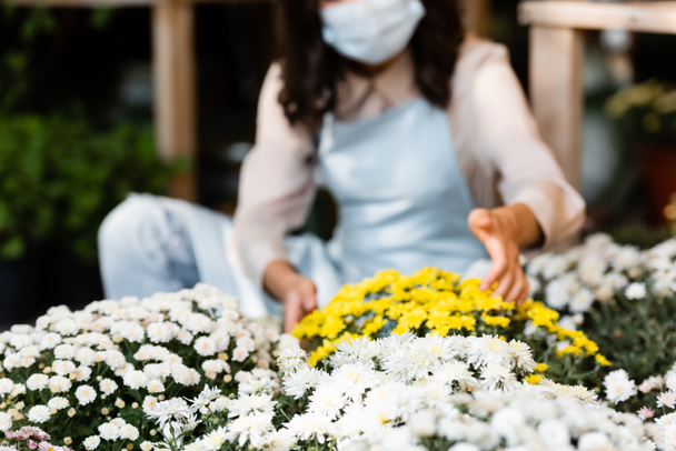 vista cortada de florista em máscara médica tocando crisântemos na loja de flores em fundo borrado - Foto, Imagem