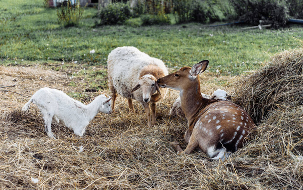 農場で羊をえぐらせている鹿のヤギを発見したのは - 写真・画像