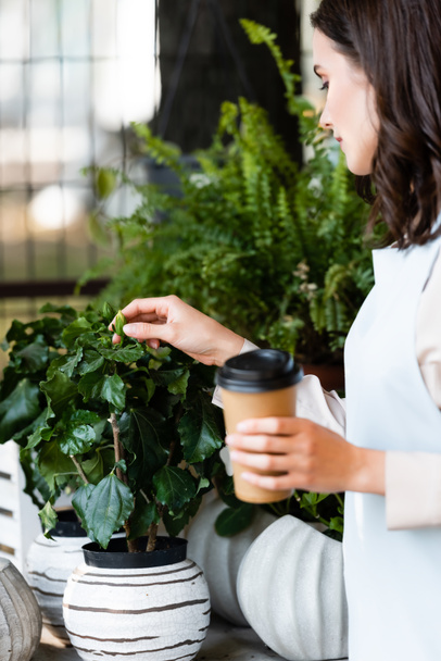 young woman touching potted plant in flower shop while holding coffee to go on blurred foreground - Photo, Image
