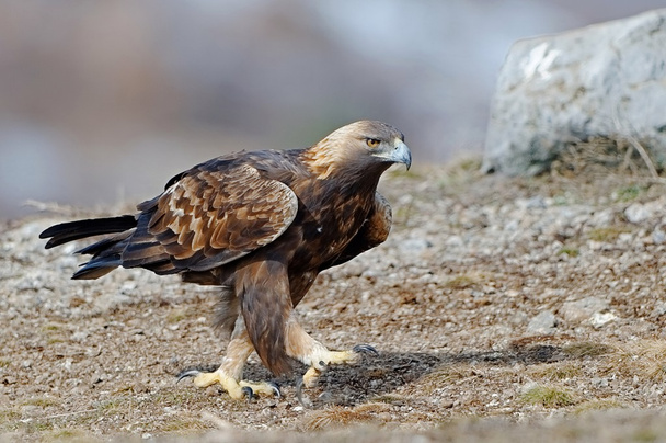 Águila real - Foto, Imagen