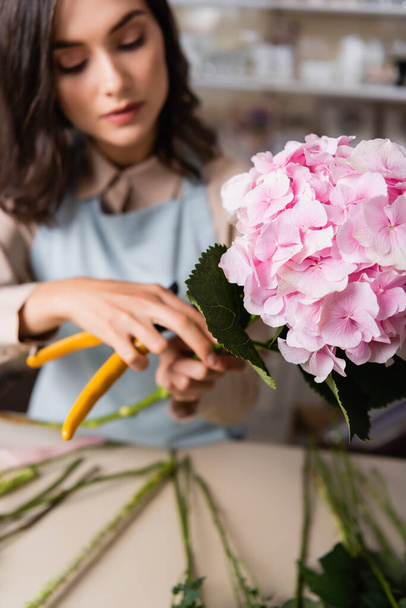 Close up view of blooming hydrangea with blurred florist with secateurs on background - 写真・画像