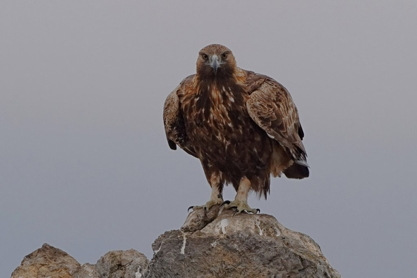 Golden Eagle - Photo, Image