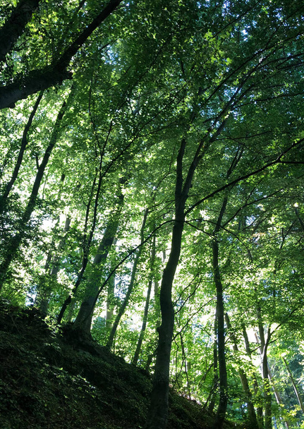 zöld erdő, fa és növények, fa - Fotó, kép