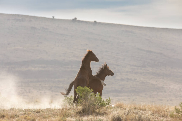 pár divokých koňských hřebců bojujících na jaře v poušti Utah - Fotografie, Obrázek