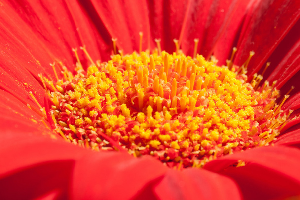 rode daisy - Foto, afbeelding