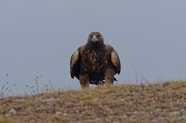 Águila real - Foto, Imagen