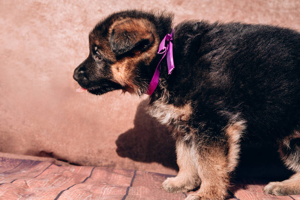 Hermoso perrito pastor alemán negro y rojo sobre un fondo claro con un collar de cinta lila. Criadero pastor alemán, un joven perro pura sangre. - Foto, imagen