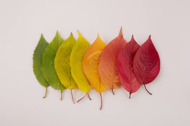 Autumn leaves rainbow color gradient. Autumn season change concept. - Photo, image