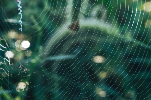 Örümcek ağı ya da örümceğin ağı doğal bir arkaplana karşı, çiy bir örümceğin üzerine düşer. . - Fotoğraf, Görsel