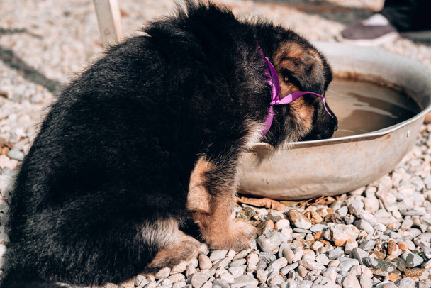 Un hermoso perrito pastor alemán negro y rojo con un collar de cinta rosa está bebiendo agua de un lavabo. Criadero pastor alemán, un joven perro pura sangre. - Foto, imagen