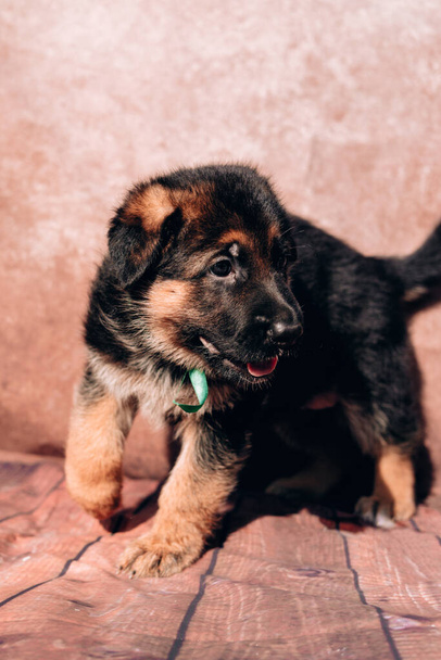 Schöner kleiner schwarz-roter Schäferhund-Welpe auf hellem Hintergrund mit grünem Halsband. Deutscher Schäferhund, ein junger Vollbluthund. - Foto, Bild