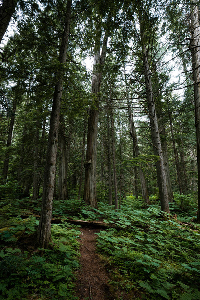 Boardwalk and hiking path in the rain forest near Field, British Columbia, Canada - Foto, Bild