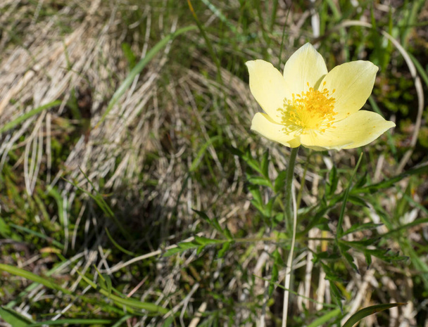 lähikuva kukkivat keltainen kukka Pulsatilla alpina subsp. apiifolia yleisesti tunnettu Alppien pasqueflower tai Alppien anemone vihreä lehdet Alppien niitty, valikoiva painopiste - Valokuva, kuva