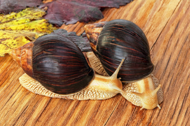 Two Giant african Achatina snails on wooden background with grape leaves taken closeup. - Photo, Image