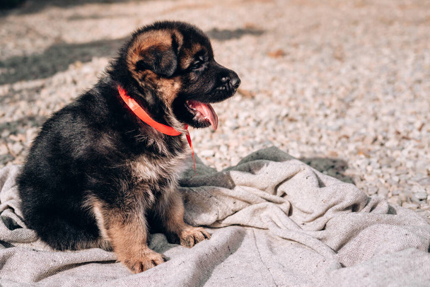 Ein schöner kleiner schwarz-roter Schäferhund-Welpe mit rotem Schleifenhalsband sitzt auf einer hellgrauen Decke. Deutscher Schäferhund, ein junger Vollbluthund. Hirte auf einer Decke in der Natur. - Foto, Bild