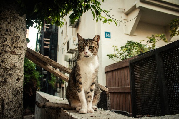 Tel Aviv Israel octubre 25, 2020 Vista del gato doméstico abandonado que vive en las calles de Tel Aviv durante el cierre de la ciudad y el brote de coronavirus en Israel - Foto, imagen