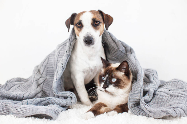 Dog and cat together - Valokuva, kuva