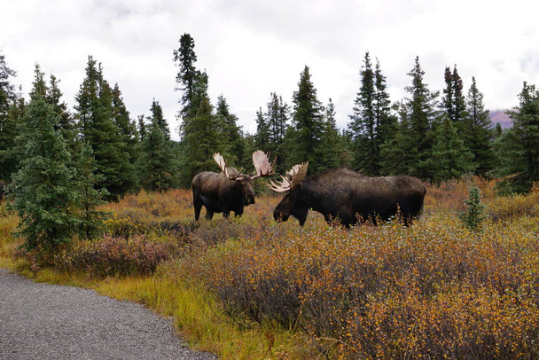 Beautiful wild moose bull in National park Denali in Alaska - Photo, Image
