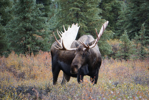 Beautiful wild moose bull in National park Denali in Alaska - 写真・画像