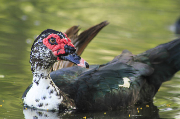 Close up portrait of a Muscovy duck bowing for the camera.blur photo - Photo, Image