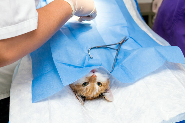 Detailní obraz kočka na operačním stole a veterinární chirurgie.Veterinární zdravotní koncepce. kočka břišní chirurgie na veterinární klinice - Fotografie, Obrázek