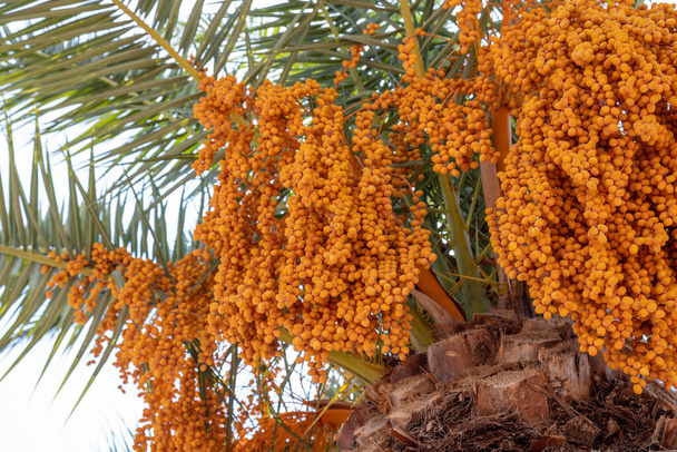 Palmen-Nahaufnahme mit vielen Dattelfrüchten, die an den Ästen reif sind. Authentische Bauernhofserie. - Foto, Bild