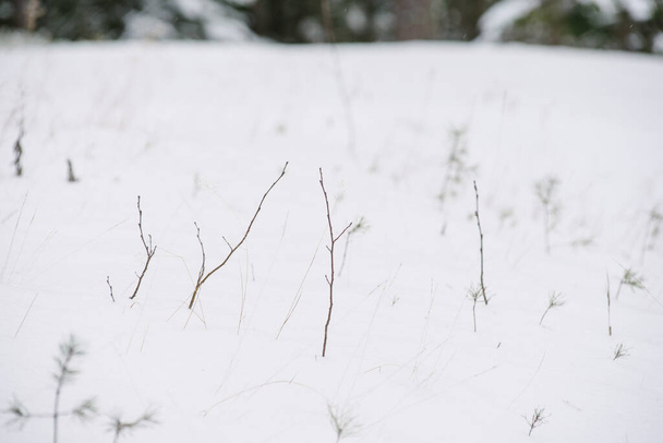 Szczegóły północnego lasu. Suszona trawa pokryta śniegiem. - Zdjęcie, obraz